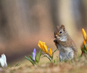 Wiewiórka, Krokusy