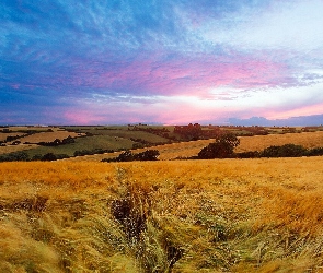 Pola, Panorama, Łąki, Chmury, Zboże