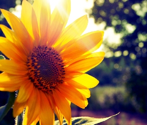 Słonecznika, Kwiat