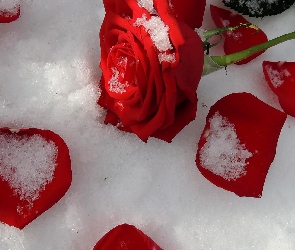 Śnieg, Liście, Płatki, Róża, Kształt, Serca
