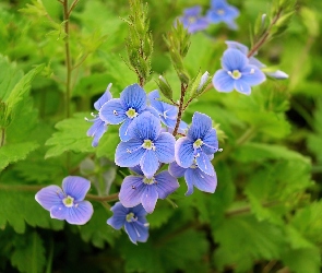 Błękitne, Przetacznik perski, Kwiatki