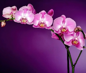 Orchidea, Kwiaty