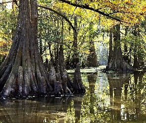 Narodowy, Namorzynowy, Las, Everglades, Park