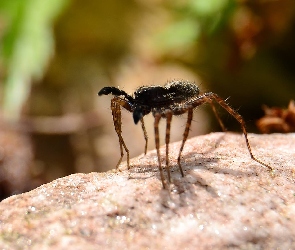 Owad, Skała