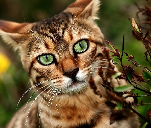 Oczy, Zielone, Kot, Bengalski