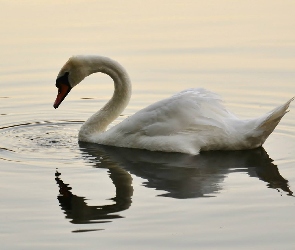 Łabędź, Woda, Biały