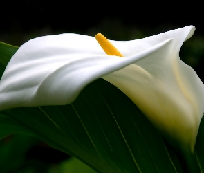 Liście, Biały, Kwiat, Kalia
