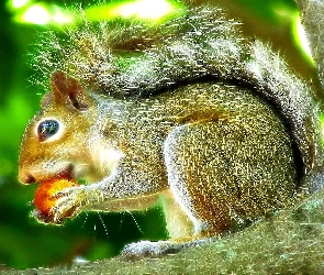 Wiewiórka, Fractalius