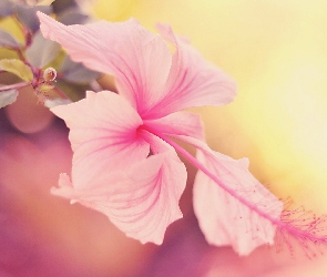 Piękny, Hibiskus, Kwiat, Egzotyczny