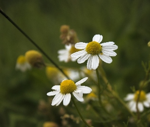 Rumianek, Biały