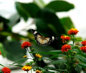 Kolorowe, Kwiatki, Motyl