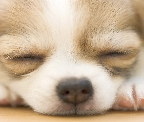 Chihuahua, Mordka, Szczeniak