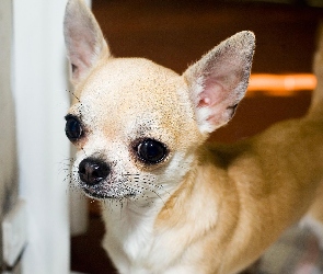 Szczeniak, Chihuahua