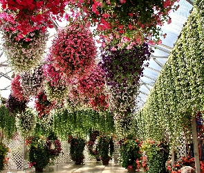 Surfinie, Wiszące, Ogród Botaniczny, Kolorowe