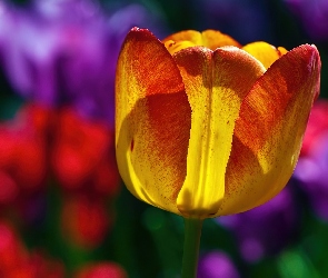 Kolorowe, Tło, Tulipan
