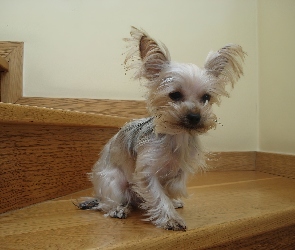 Yorkshire Terrier, Schody