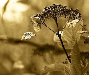 Roślinka, Sepia, Sucha