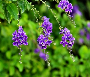 Fioletowe, Kwiatki, Duranta