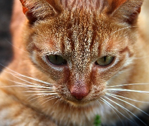 Wąsy, Oczy, Rudy, Kot