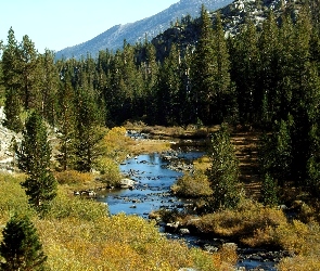Kamienie, Bagna, Góry, Las