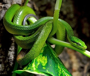Zielony, Liść, Wąż