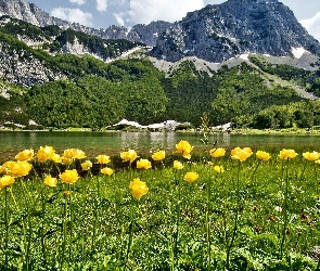 Rzeka, Góry, Łąka, Kwiaty