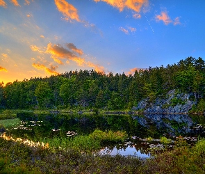 Jezioro, Las