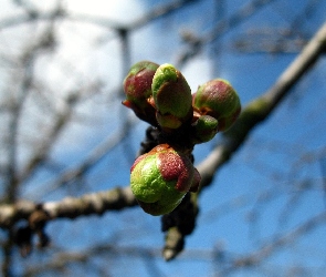 Drzewa, Pączki