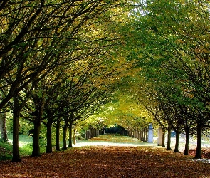 Aleja, Drzewa, Park