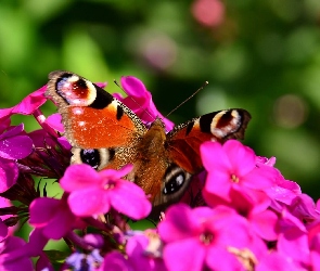 Fioletowe, Motyl, Kwiaty