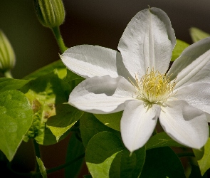 Clematis, Biały