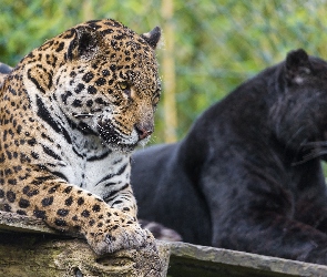 Jaguar, Zoo, Pantera, Czarna
