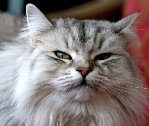 Głowa, Maine Coon