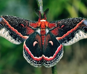 Ćma, Cecropia