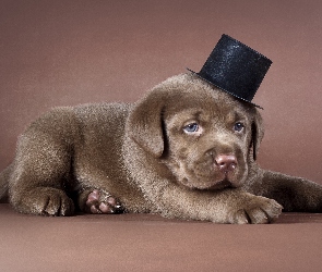 Labrador, Cylinder, Szczeniak