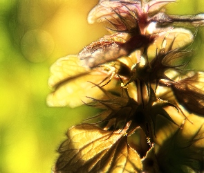 Roślina, Fractalius