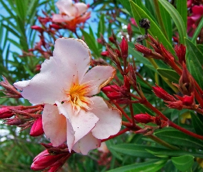 Różowy, Oleander