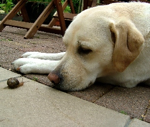 Labrador Retriever, Ślimak