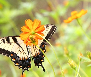 Kwiaty, Motyl, Pomarańczowe