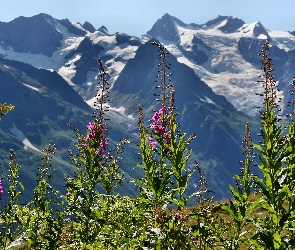 Polne, Kwiaty, Góry