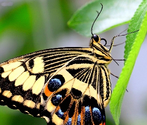 Liście, Motyl