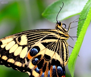 Motyl, Liście