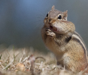 Chipmunk, Ziemna, Wiewiórka