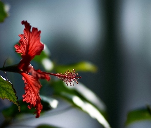 Hibiskus, Makro, Kwiat