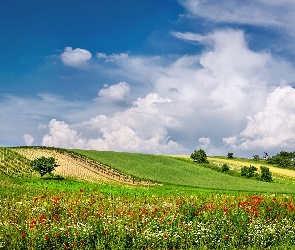 Kwiaty, Chmury, Lato, Austria, Łąki, Pola