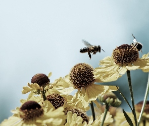 Piękny, Pszczoła, Kwiat