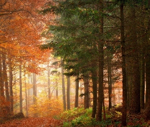 Jesień, Drzewa, Las, Kolorowe