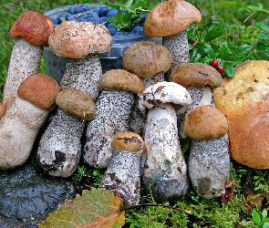Mech, Liście, Jagody, Grzyby, Wiaderko, Kraśniak