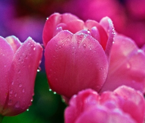 Rosy, Krople, Różowe, Tulipany