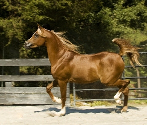 Koń, Ogrodzenie, Arab